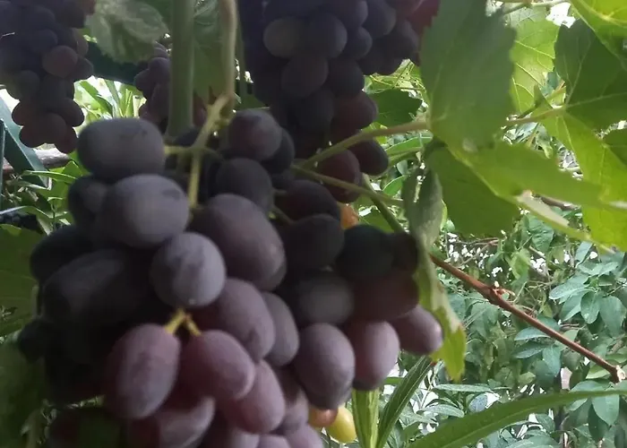 Datca,Mesudiye 'De Muestakil Guenluek Kiralik Villa * דטקה