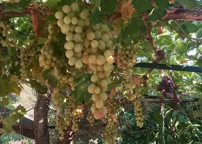 Datca,Mesudiye 'De Muestakil Guenluek Kiralik Villa דטקה