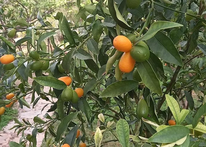 Datca,Mesudiye 'De Muestakil Guenluek Kiralik Villa