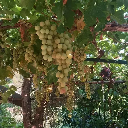 Datca,Mesudiye 'De Muestakil Guenluek Kiralik Villa 达特恰