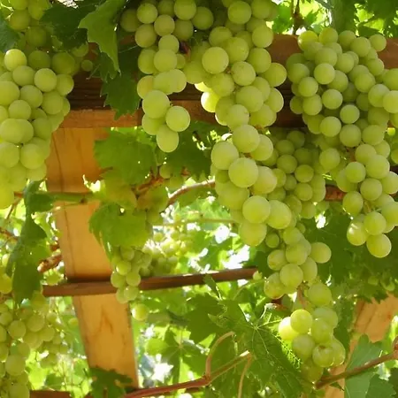 Datca,Mesudiye 'De Muestakil Guenluek Kiralik Villa 别墅