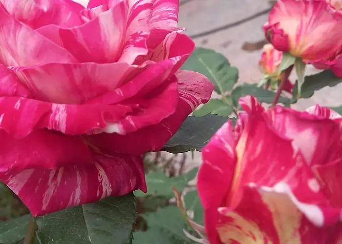 Villa Datca,Mesudiye 'De Muestakil Guenluek Kiralik Villa