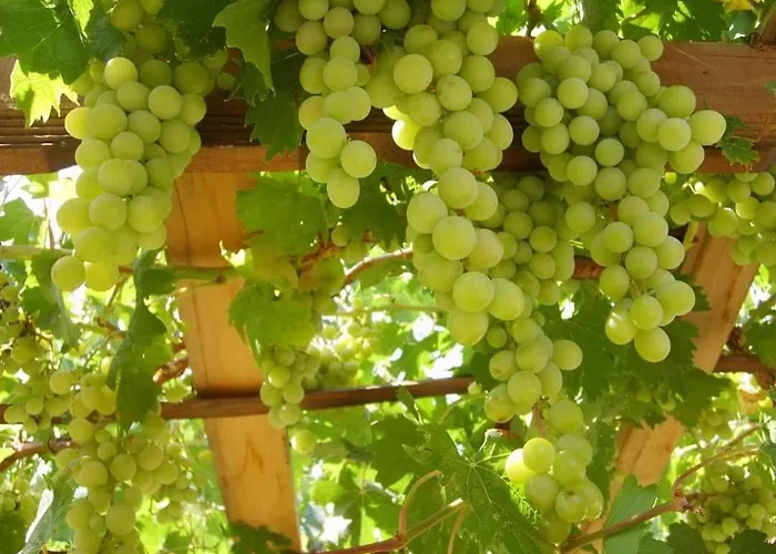 Datca,Mesudiye 'De Muestakil Guenluek Kiralik Villa Villa